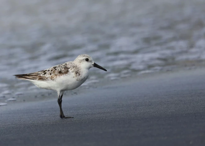 Zinātnieki ceļ trauksmi par notiekošo Panamas līcī