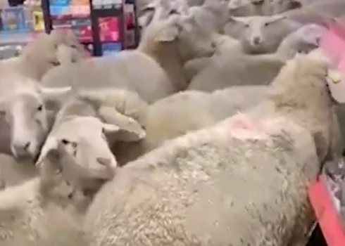 Aitu bars Bavārijas lielveikalā (ekrānuzņēmums no video)