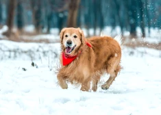 Agrāk pieļauta kļūda liks pārdomāt dzīvi - horoskops visām zodiaka zīmēm no 12.01. līdz 18.01.