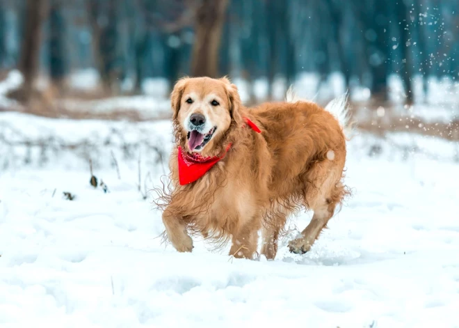 Agrāk pieļauta kļūda liks pārdomāt dzīvi - horoskops visām zodiaka zīmēm no 12.01. līdz 18.01.