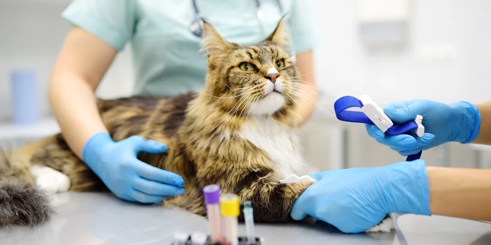 Dr. Vet Group развивает сеть в странах Балтии.