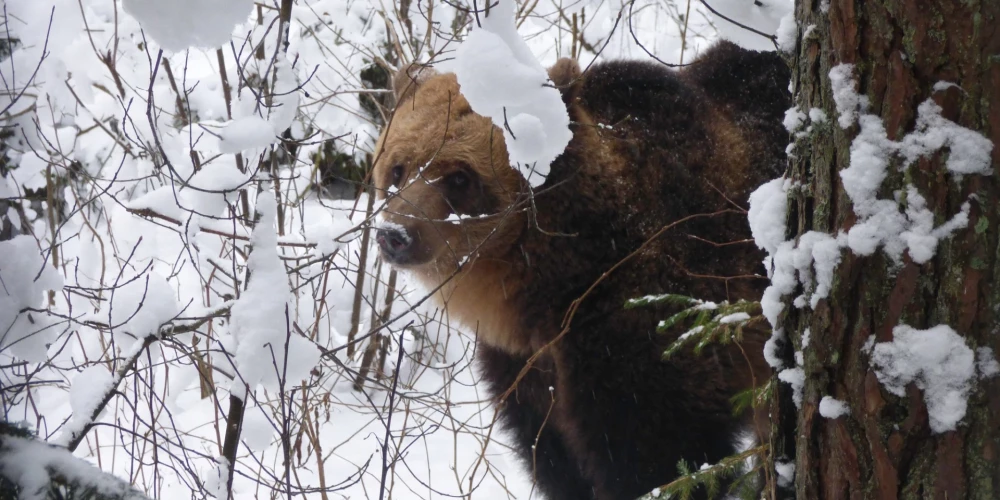Līgatnes dabas taku lācene Ilzīte atzīmē 25 gadu jubileju.