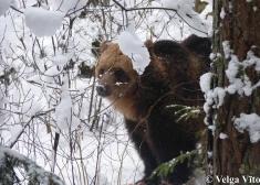 Ilzītei šodien svētki – Latvijas slavenākā lācene svin 25 gadu jubileju