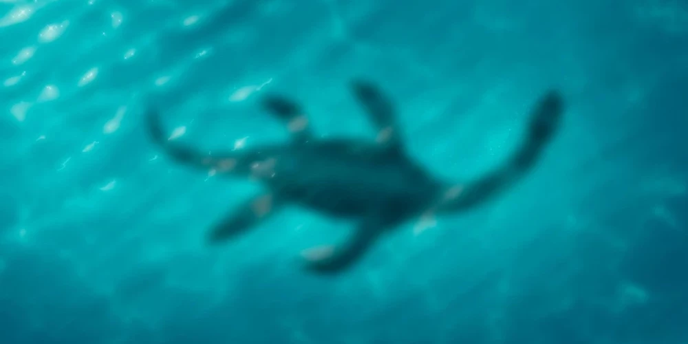 Первое письменное упоминание о Лох-несском чудовище датируется 700 годом нашей эры.