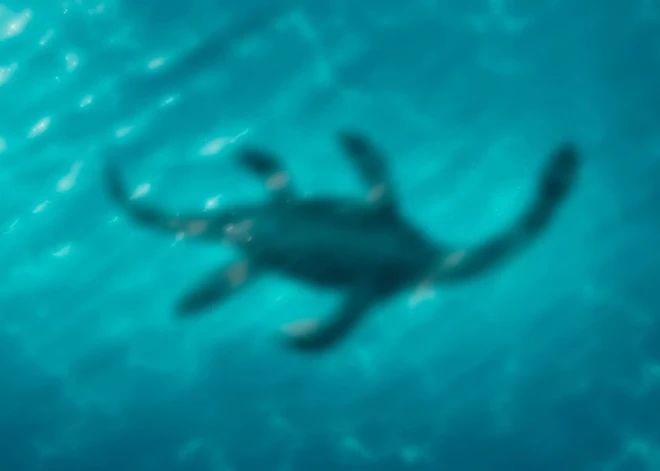 Конец легенды: Лох-несское чудовище официально признано несуществующим