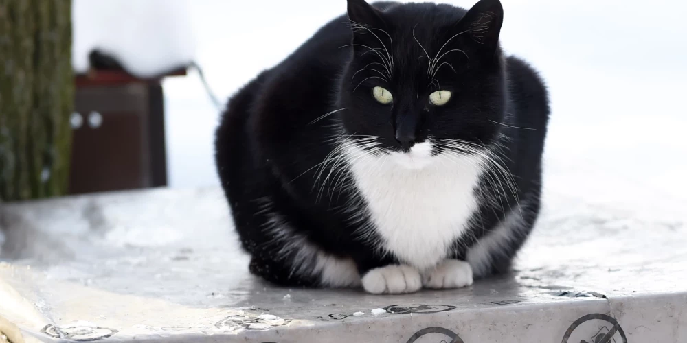 Tuvākajās dienas vēl gaidāms sals.