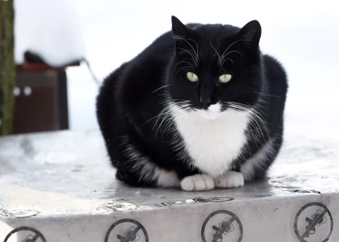 Tuvākajās dienas vēl gaidāms sals.