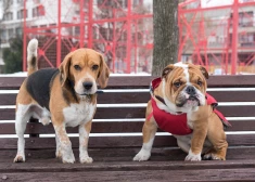 Обязаны ли владельцы собак убирать за животными в городских лесах?