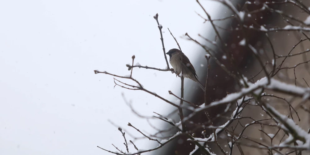 Atrasta meklētā Vita Evelone.