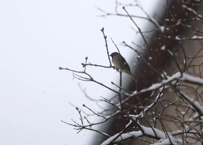 Atrasta meklētā Vita Evelone, par kuru nebija ziņu vairākas dienas