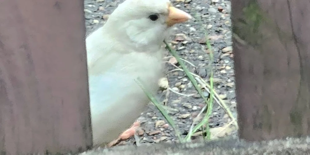 Aleksandrs dalījies ar neparasta putna foto.
