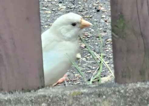 Aleksandrs dalījies ar neparasta putna foto.