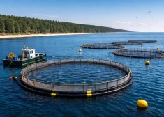 Жителей побережья предупредили о проекте в Рижском заливе, который может изменить море у Рои и Мерсрагса