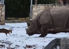 VIDEO: episks duelis Polijas zoodārzā - mazs briedītis izaicina milzu degunradzi!