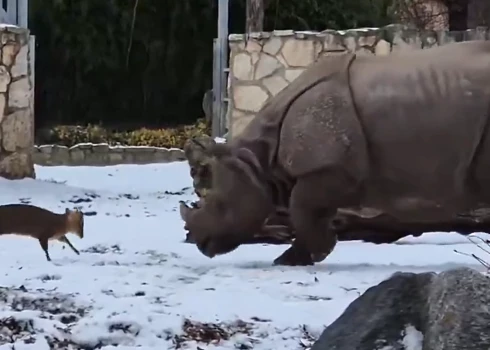 Ļoti atšķirīgo svara kategoriju pārstāvju cīņa (ekrānuzņēmums no video)