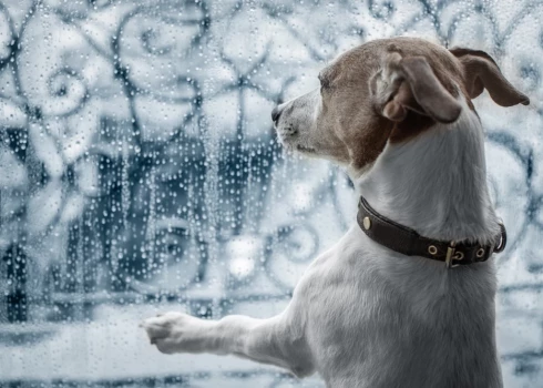 Vilcienā pieklīdis suns aizbrauc līdz pat Ķegumam. / Foto: Ilustratīvs.