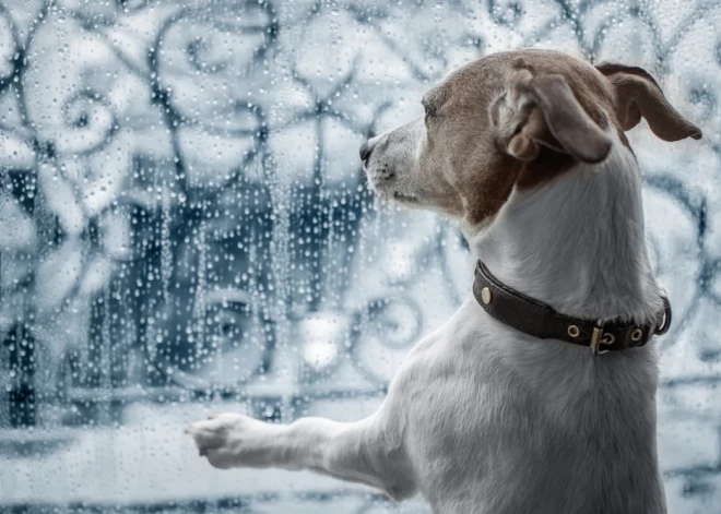 Suns nolemj doties izbraucienā – viens pats ar vilcienu aizbrauc līdz Ķegumam