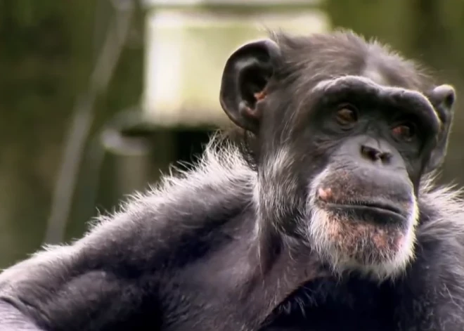 Mirusi šimpanze, kas prata vairāk nekā 100 ķīniešu hieroglifus