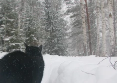 Aukstums neatkāpjas – gaisa temperatūra varētu pazemināties līdz -30 grādiem
