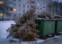 Рижан предупреждают о вывозе елок: пока бесплатно, а скоро уже за деньги - счет выставят всему дому