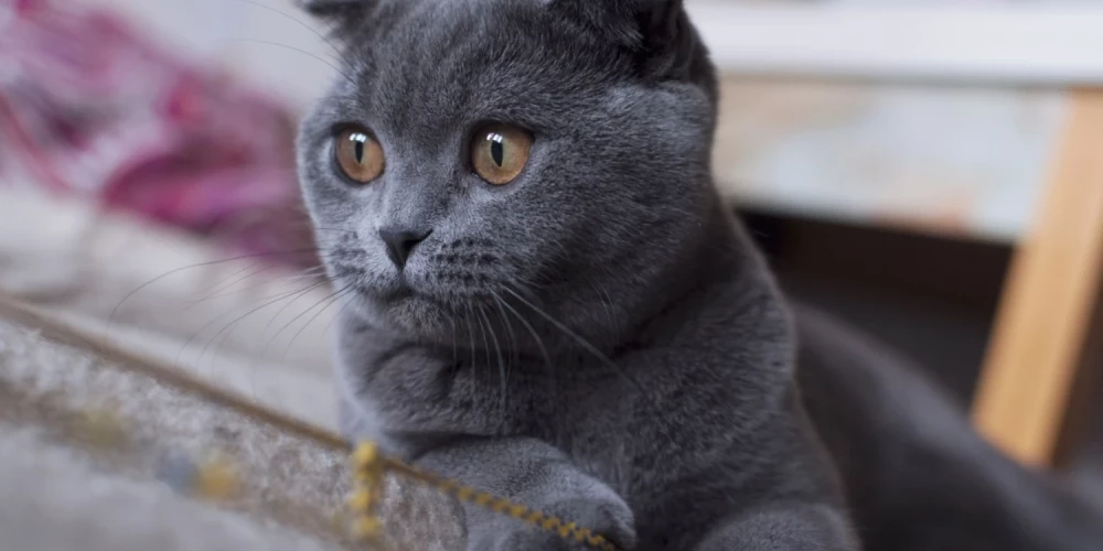 Nīderlande aizliedz audzēt un tirgot populāras kaķu šķirnes. 