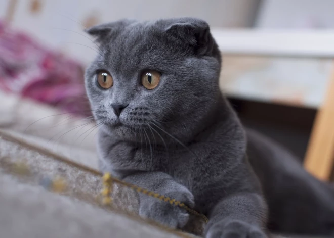 Nīderlande aizliedz audzēt un tirgot populāras kaķu šķirnes