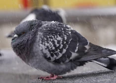 Sals kļūs nepatīkamāks. Laika prognoze trešdienai