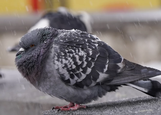 Sals kļūs nepatīkamāks. Laika prognoze trešdienai