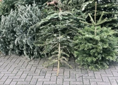 Ludzā Ziemassvētku eglītes bez maksas izvedīs līdz janvāra beigām