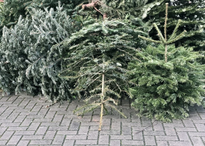 Ludzā Ziemassvētku eglītes bez maksas izvedīs līdz janvāra beigām