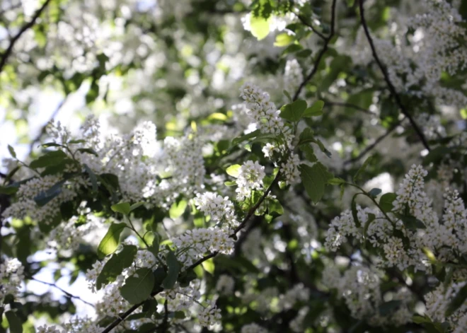 Par gada koku izraudzīta parastā ieva