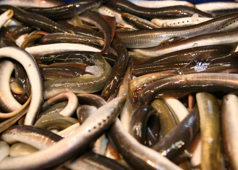 ZM atļāvusi turpināt nēģu zveju Salacas labajā krastā līdz janvāra beigām. 