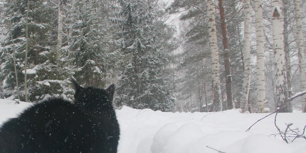 Naktī Kurzemē snigs un nedaudz putinās.