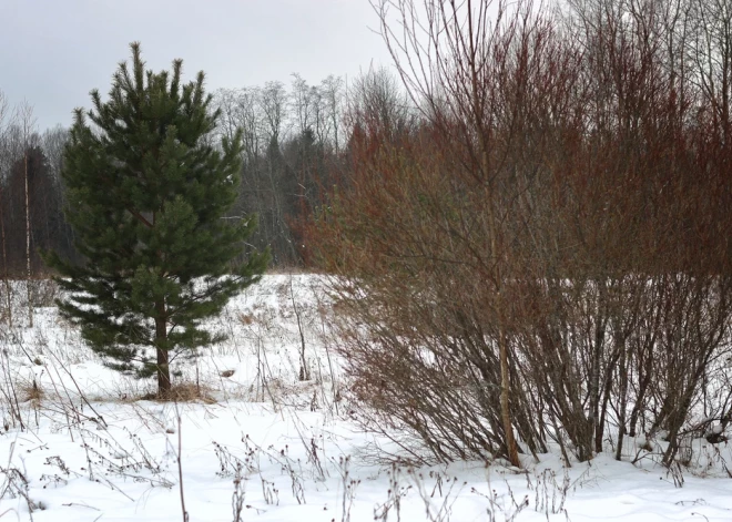 Augšdaugavas novadā no februāra mainīsies zemes nomas maksa