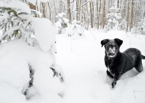  Vietām Latvijā - galvenokārt valsts centrālajā daļā - nedaudz snigs.