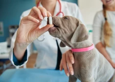 Omega-3, prebiotikas un barības piedevas locītavu veselībai: kas nepieciešams suņiem un kaķiem ziemā?