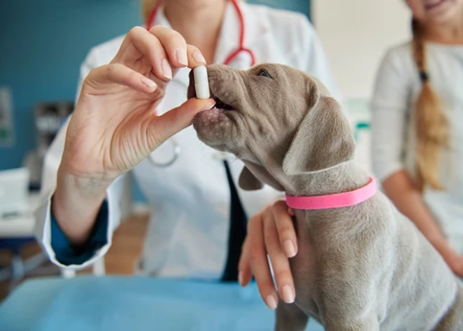 Omega-3, prebiotikas un barības piedevas locītavu veselībai: kas nepieciešams suņiem un kaķiem ziemā?