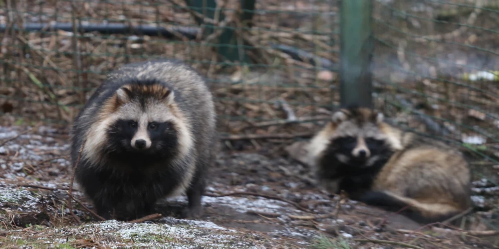 Pērn saņemti gandrīz 10 tūkstoši ziņojumu par dabā novērotām invazīvajām sugām. 