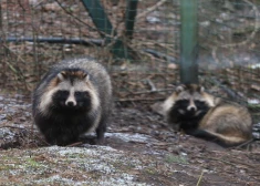 Pērn saņemti gandrīz 10 tūkstoši ziņojumu par dabā novērotām invazīvajām sugām