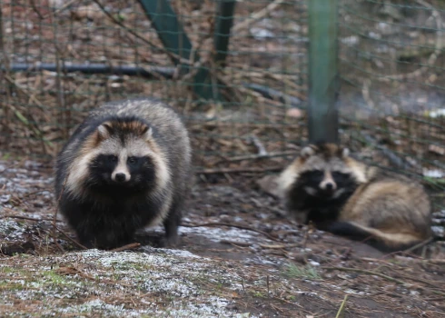 Pērn saņemti gandrīz 10 tūkstoši ziņojumu par dabā novērotām invazīvajām sugām. 