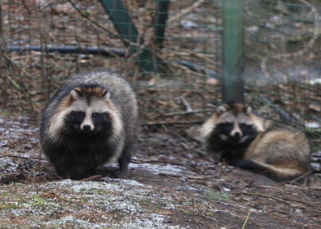 Pērn saņemti gandrīz 10 tūkstoši ziņojumu par dabā novērotām invazīvajām sugām