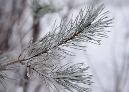 Apsarmojis priedes zars.