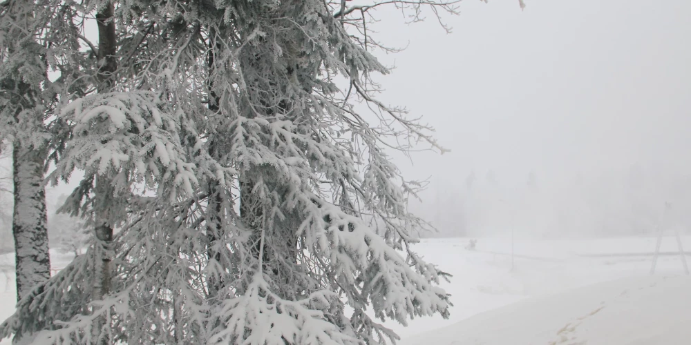 Ogres mežos sākas vērienīgi sakopšanas darbi.
