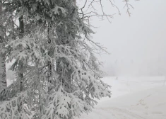 Ogres apkārtnes mežos notiek sakopšanas darbi – iedzīvotājiem lūgums būt piesardzīgiem