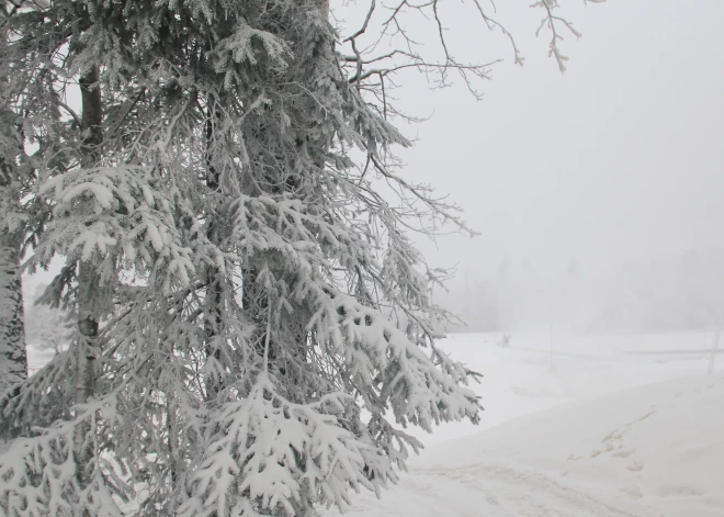 Ogres apkārtnes mežos notiek sakopšanas darbi – iedzīvotājiem lūgums būt piesardzīgiem