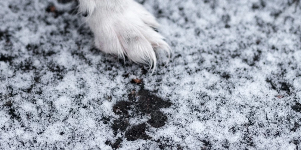 Jau reģistrēti pirmie paslīdēšanas gadījumi.