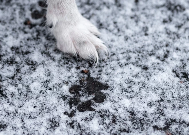 Pastaiga ar suni senioriem beigusies ar lūzumiem. Kā sevi slidenā laikā pasargāt?