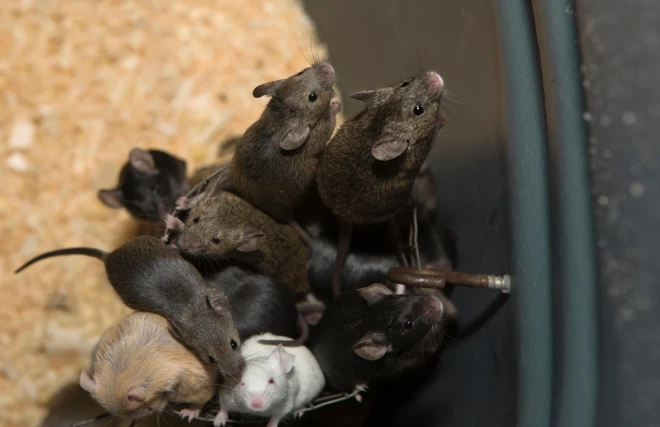 Containers to breed rats and mice, food captive raptors AMUS Center wildlife recovery