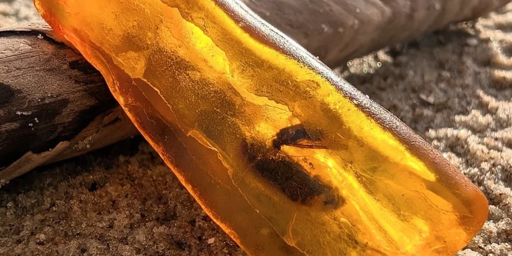 Iedzintarojumiem ir liela zinātniska nozīme - to pētīšana ļauj izpētīt seno floru un faunu.