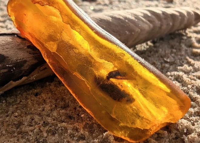 Ilze Rojas pludmalē atradusi ļoti īpašu dzintaru. Kas tajā tik neparasts? Skaidro ģeologi